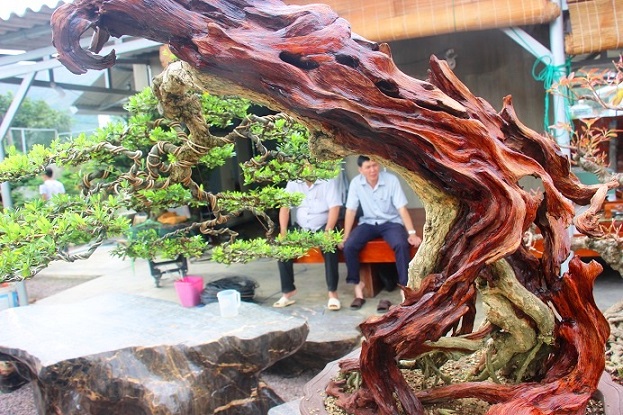 bonsai co thu dang cuc la gia ca tram trieu ngong "dai gia" dip tet hinh anh 7