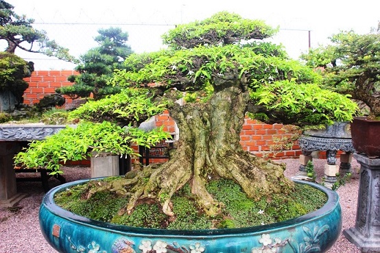 bonsai co thu dang cuc la gia ca tram trieu ngong "dai gia" dip tet hinh anh 8