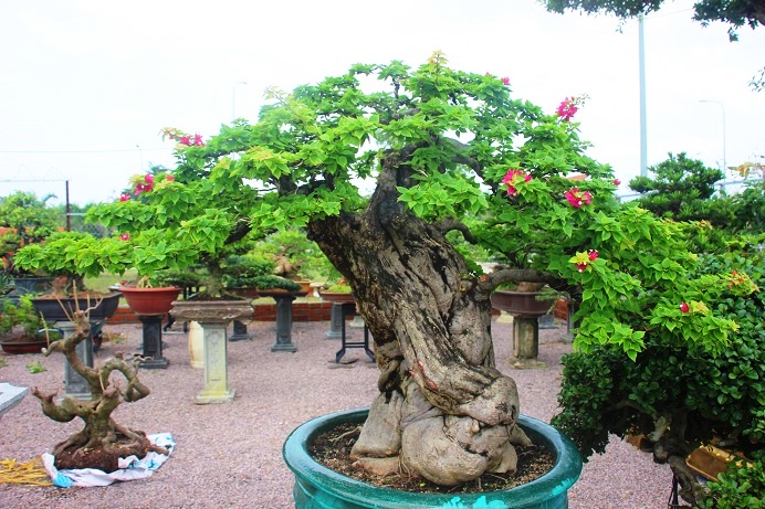 bonsai co thu dang cuc la gia ca tram trieu ngong "dai gia" dip tet hinh anh 2