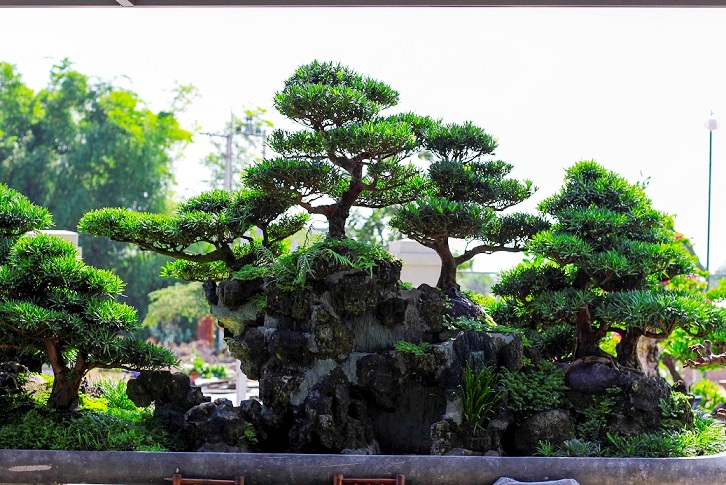 bonsai co thu dang cuc la gia ca tram trieu ngong "dai gia" dip tet hinh anh 5