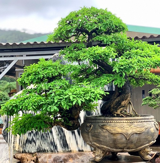 bonsai co thu dang cuc la gia ca tram trieu ngong "dai gia" dip tet hinh anh 3