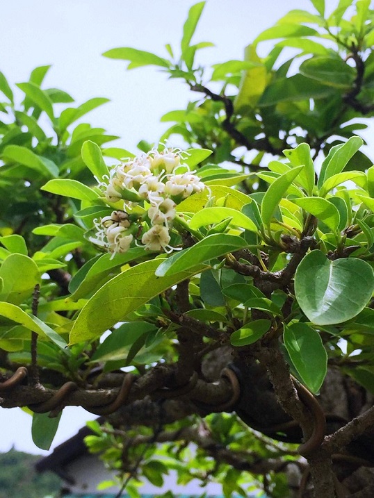 bonsai co thu dang cuc la gia ca tram trieu ngong "dai gia" dip tet hinh anh 4