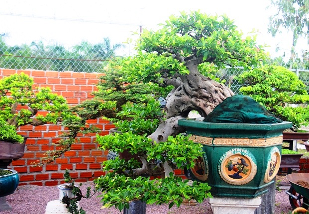 bonsai co thu dang cuc la gia ca tram trieu ngong "dai gia" dip tet hinh anh 6