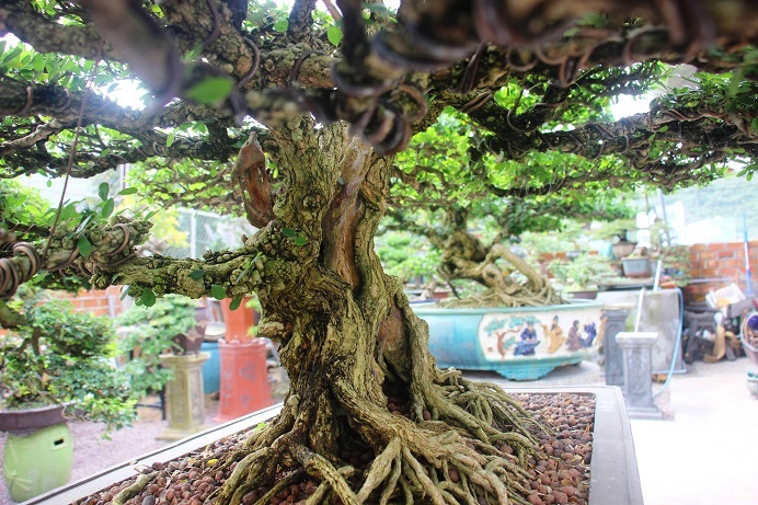 bonsai co thu dang cuc la gia ca tram trieu ngong "dai gia" dip tet hinh anh 10