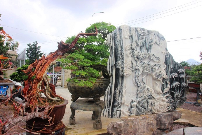 bonsai co thu dang cuc la gia ca tram trieu ngong "dai gia" dip tet hinh anh 9