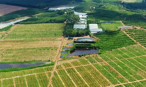 Hình ảnh quảng bá để bán sản phẩm farmstay xuất hiện trên các chợ trực tuyến.