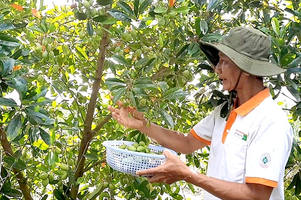 an giang: ca lang trong xoai, minh trong ca na lai ra lam tien hinh anh 1