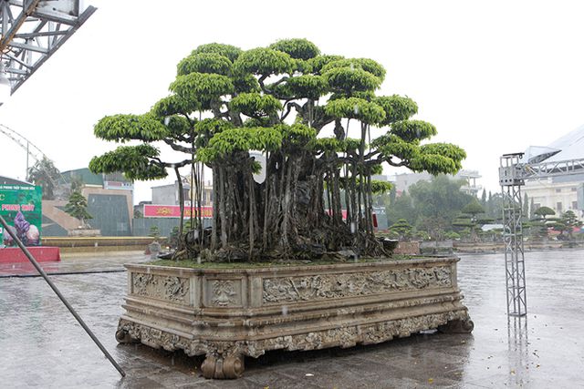 “Siêu cây” Việt khách Nhật trả 460 tỷ đồng không bán: Chủ nhân nói gì về thông tin “làm giá”? - 2