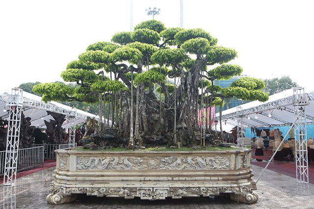 “Siêu cây” Việt khách Nhật trả 460 tỷ đồng không bán: Chủ nhân nói gì về thông tin “làm giá”? - 4