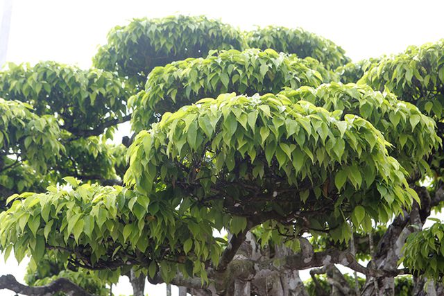 “Siêu cây” Việt khách Nhật trả 460 tỷ đồng không bán: Chủ nhân nói gì về thông tin “làm giá”? - 6