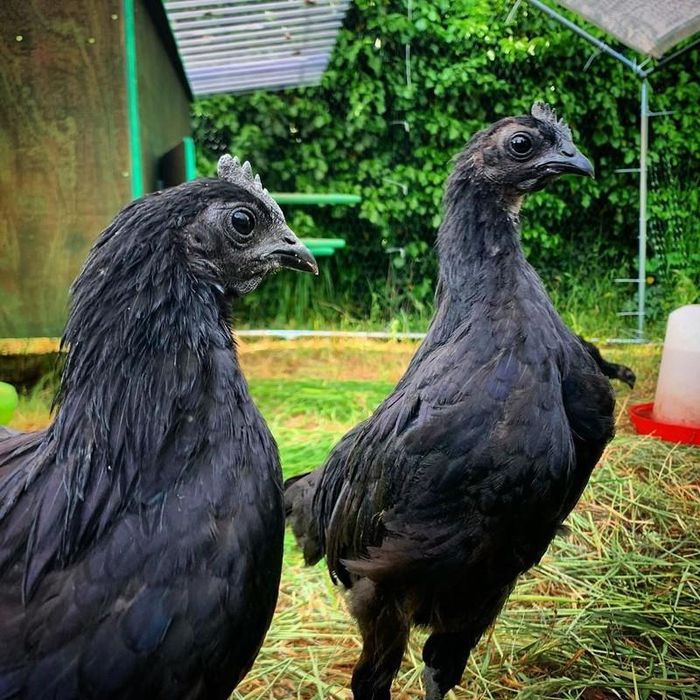 Tại Việt Nam, giống gà này đã được nhập về và thuần hóa trong những năm gần đây. Sau nhiều nghiên cứu và thử nghiệm, giá gà mặt quỷ đã "mềm" hơn rất nhiều so với trước đây. Ảnh: The Guardian Nigeria