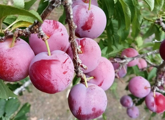 Theo dân buôn, mận cherry thực chất là mận cơm được trồng ở Sơn La (Ảnh: NVCC)
