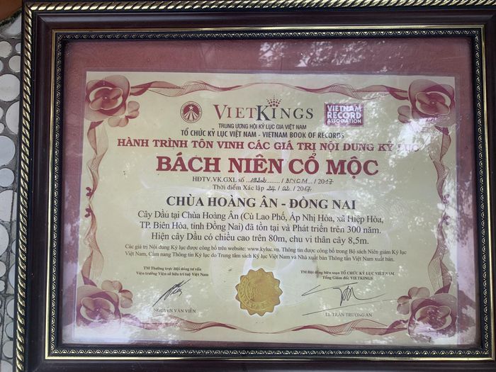 Hội Bảo vệ thiên nhiên và môi trường Việt Nam (VACNE) vừa công nhận cây Dầu hay còn gọi là cây Dầu rái (Dipterocarpus alatus Roxb) hơn 300 năm trong khuôn viên chùa Hoàng Ân (đóng tại phường Hiệp Hòa, Tp.Biên Hòa, tỉnh Đồng Nai) là Cây di sản Việt Nam.