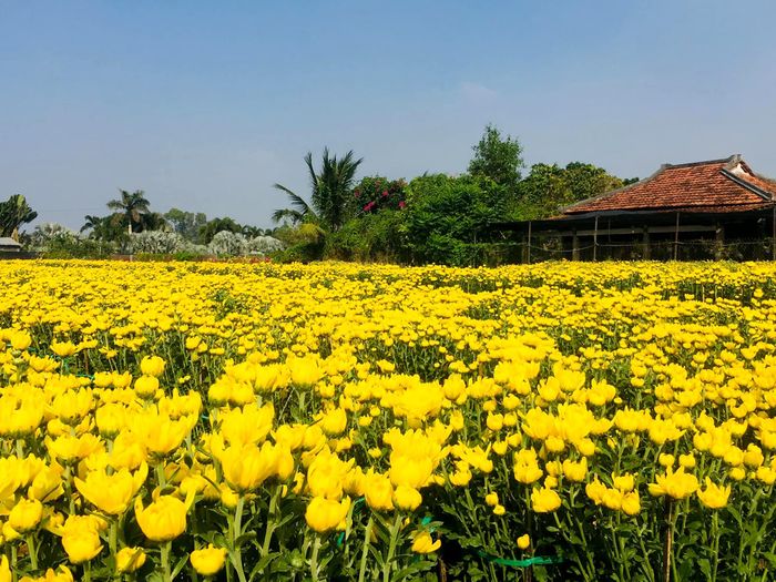 Chuẩn bị đón Tết Nguyên đán 2024, các nhà vườn ở làng hoa Sa Đéc đã trồng gần 300.000 chậu hoa cúc các loại để phục vụ khách hàng.